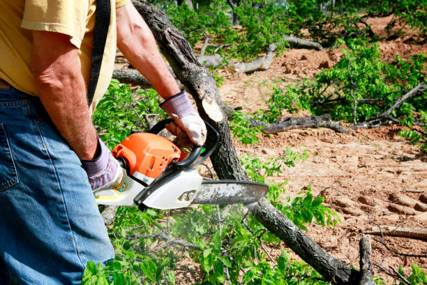 Large Tree Removal in Rural Hall, NC